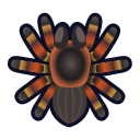 Tarantula